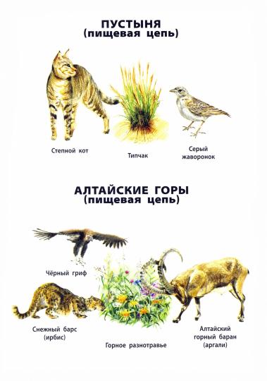 Природные зоны России