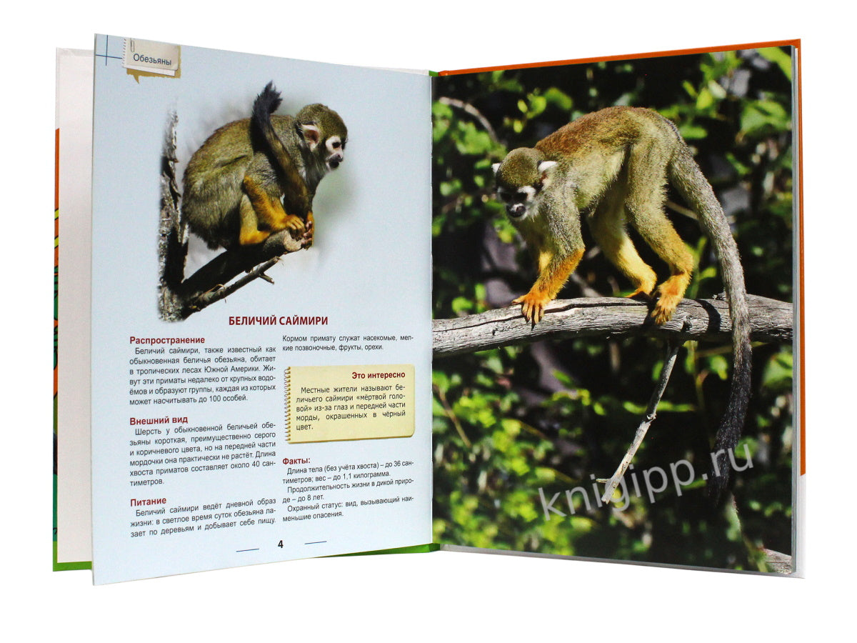 ЭНЦИКЛОПЕДИЯ ДЛЯ ДЕТЕЙ новые. ОБЕЗЬЯНЫ