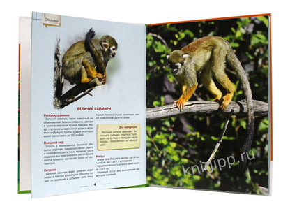 ЭНЦИКЛОПЕДИЯ ДЛЯ ДЕТЕЙ новые. ОБЕЗЬЯНЫ