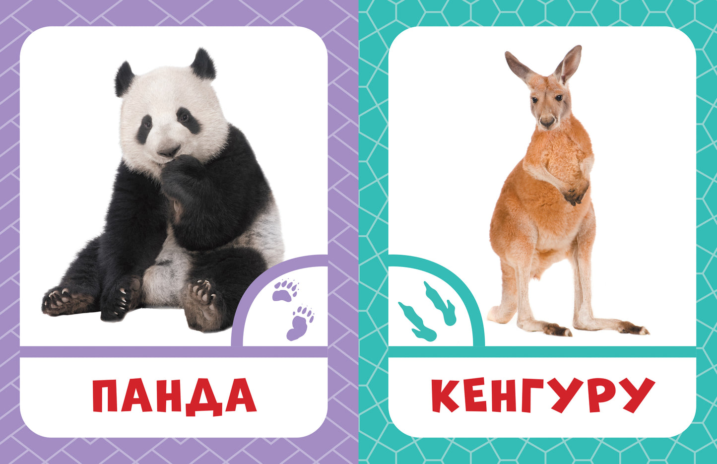 Животные жарких стран 0+