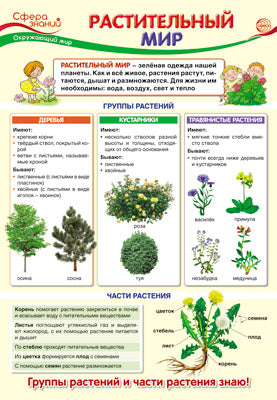ПО-13408 Плакат А3. Окружающий мир в начальной школе. Растительный мир