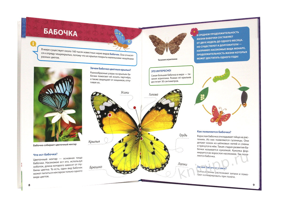 ПЕРВАЯ ДЕТСКАЯ ЭНЦИКЛОПЕДИЯ. ВСЁ О НАСЕКОМЫХ МАЛЫШАМ