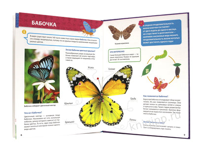 ПЕРВАЯ ДЕТСКАЯ ЭНЦИКЛОПЕДИЯ. ВСЁ О НАСЕКОМЫХ МАЛЫШАМ
