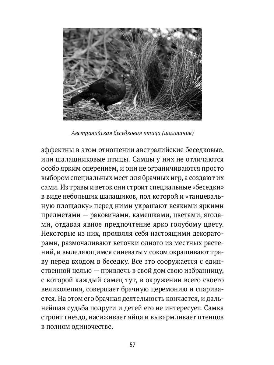 Пернатые многоженцы: Любовь, браки, измены и разводы в мире птиц
