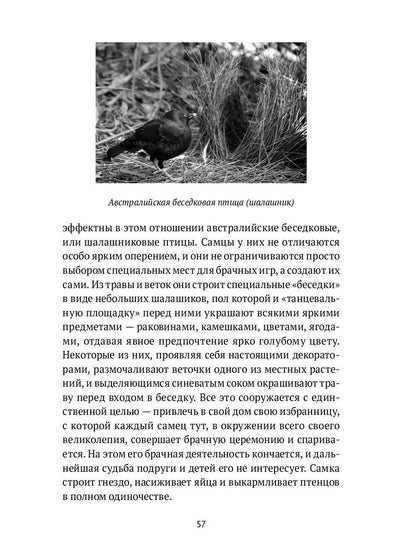 Пернатые многоженцы: Любовь, браки, измены и разводы в мире птиц