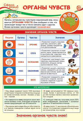 ПО-13976 Плакат А3. Окружающий мир в начальной школе. Органы чувств