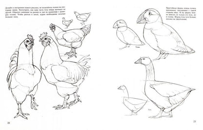 Учитесь рисовать птиц