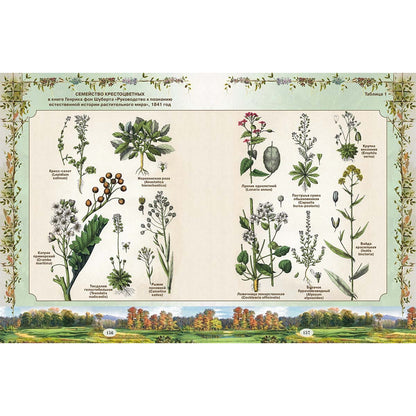 Из Зеленого Царства. Популярные очерки из мира растений