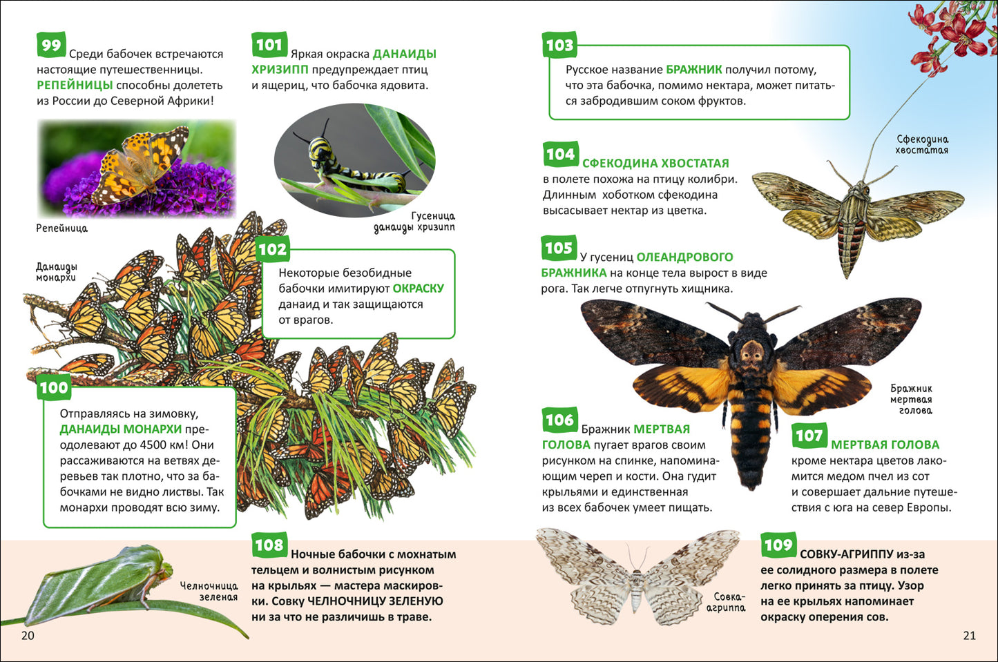 Насекомые. Энциклопедия российского школьника