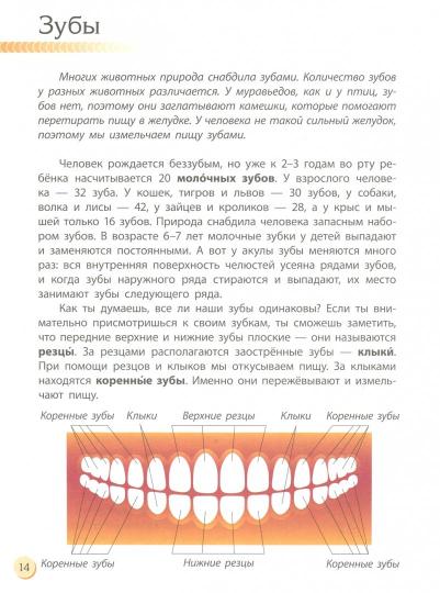 Познаём и исследуем - Человек и его тело