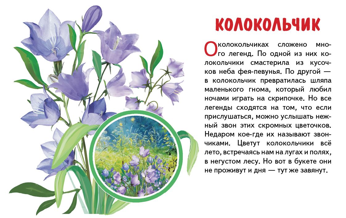 Карточки. Полевые цветы ; Карточки. Полевые цветы