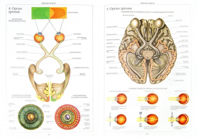 Атлас анатомии человека. Все органы человеческого тела