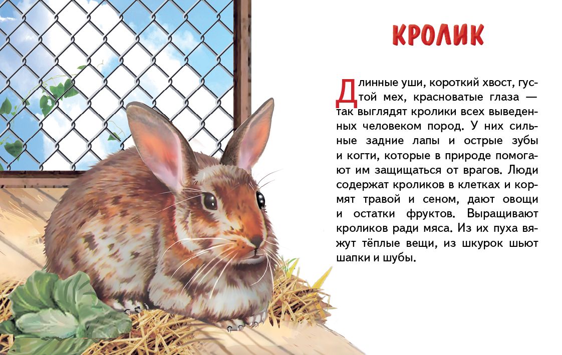 Карточки. Домашние животные ; Карточки. Домашние животные