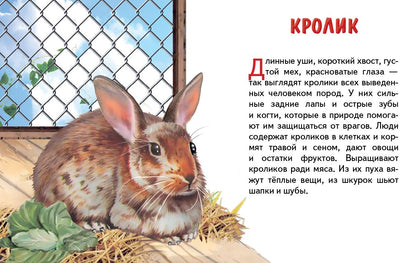 Карточки. Домашние животные ; Карточки. Домашние животные