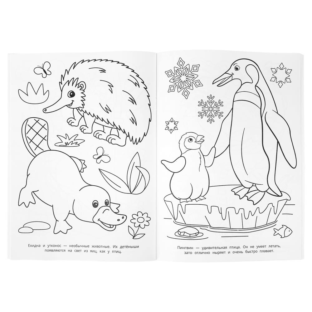 100 животных. Раскраска 100 картинок. 205х280 мм. Скрепка. 64 стр. Умка в кор.30шт