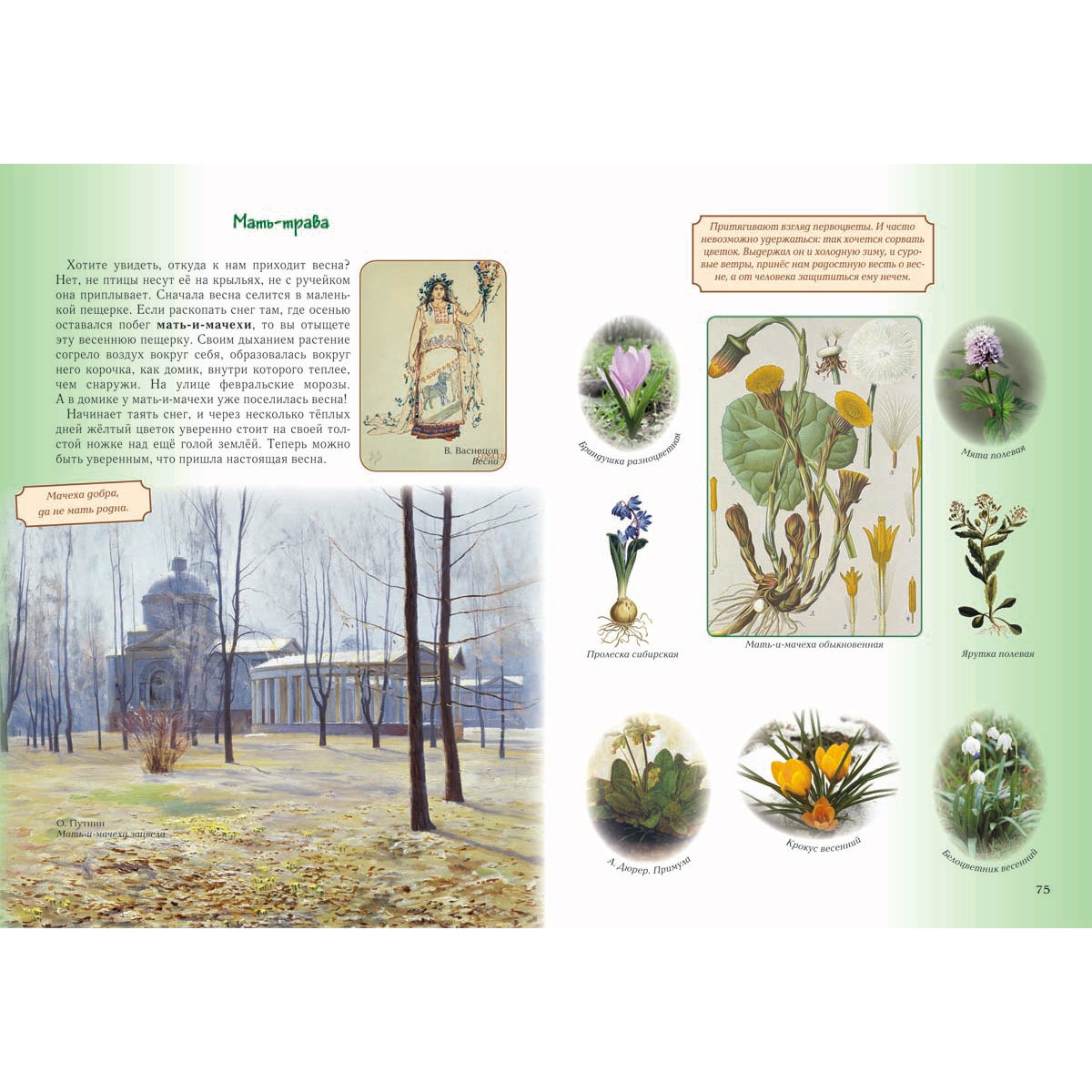 Детский травник