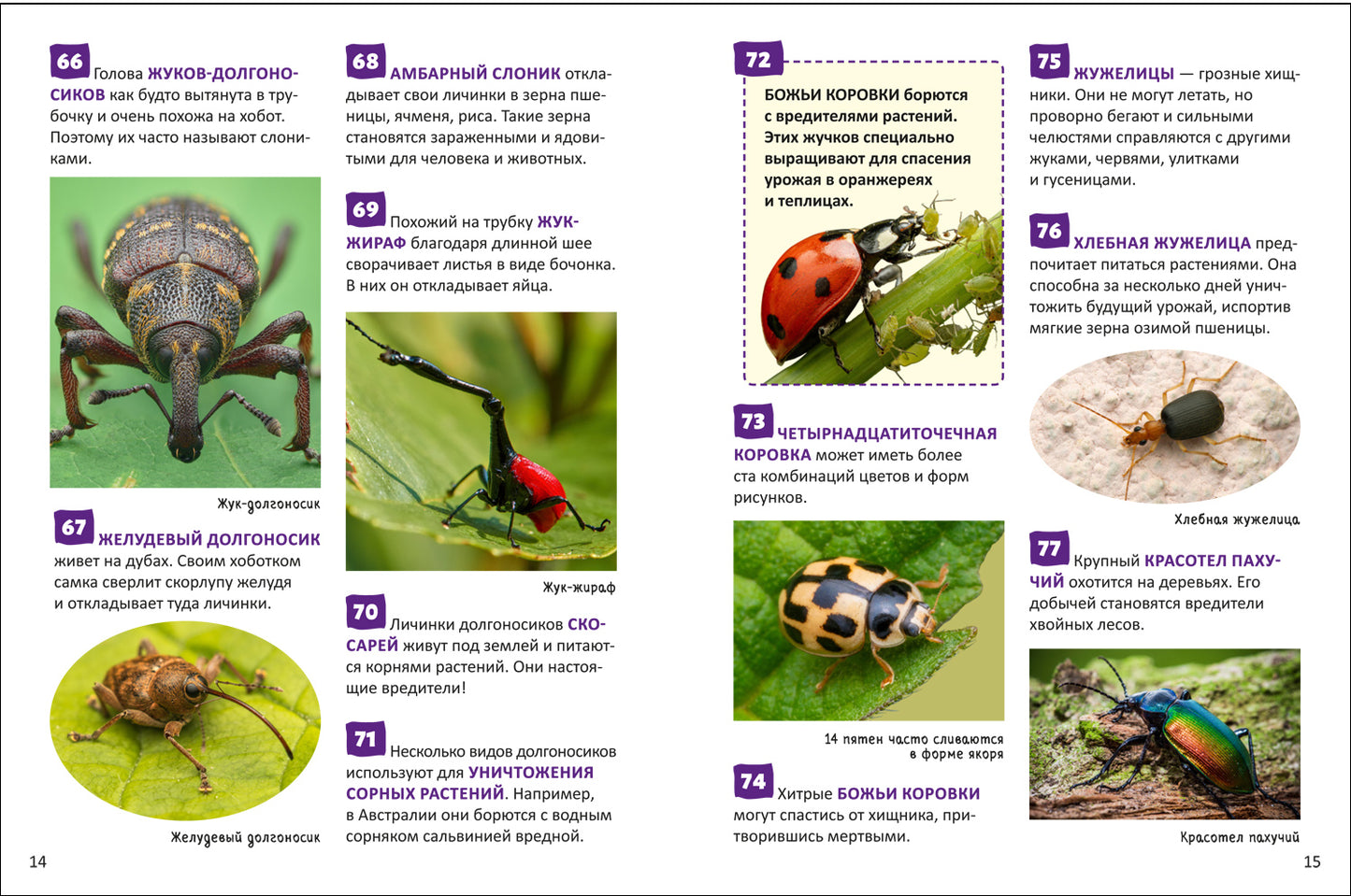 Насекомые. Энциклопедия российского школьника