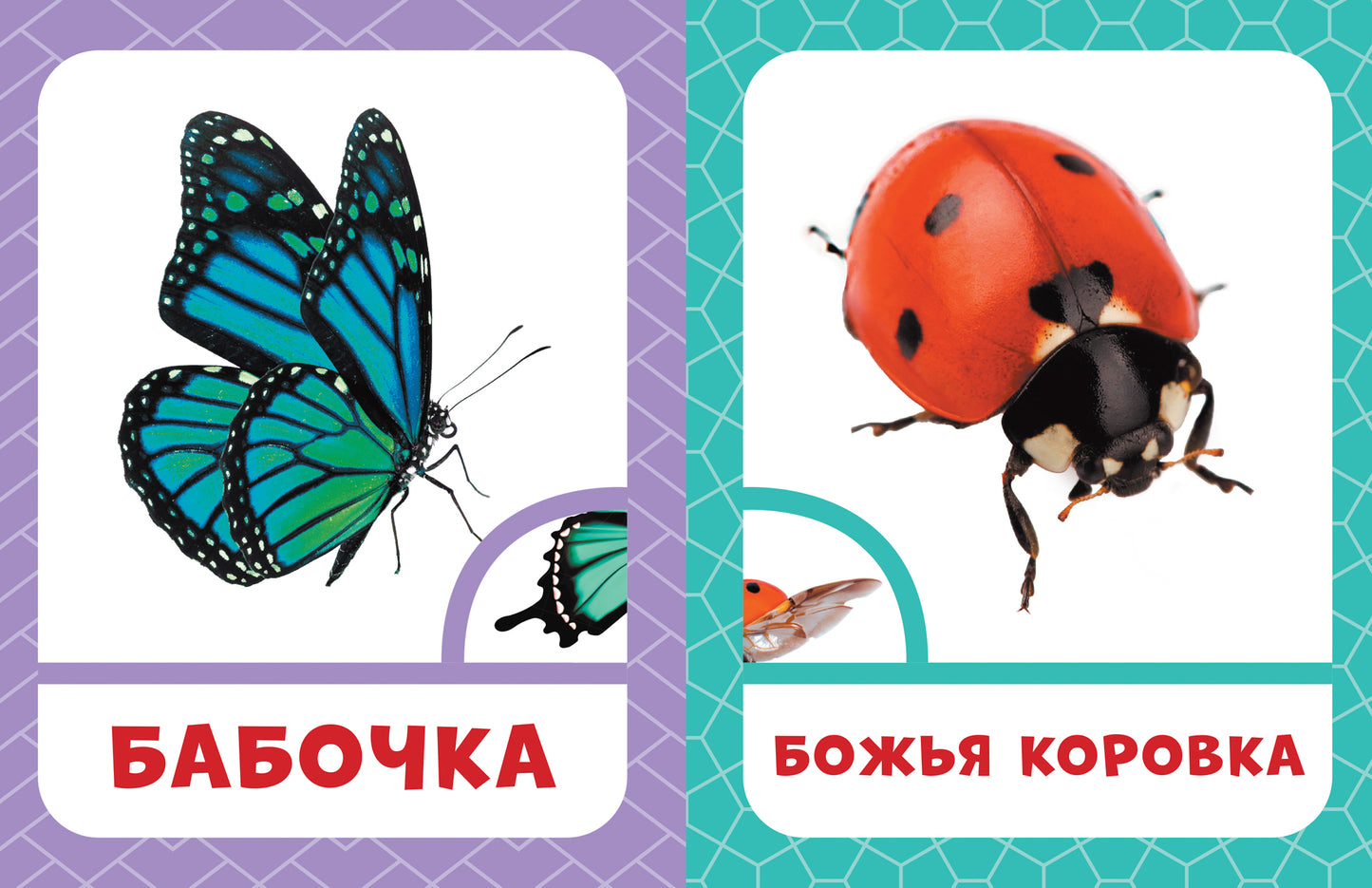 Насекомые 0+