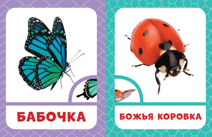 Насекомые 0+