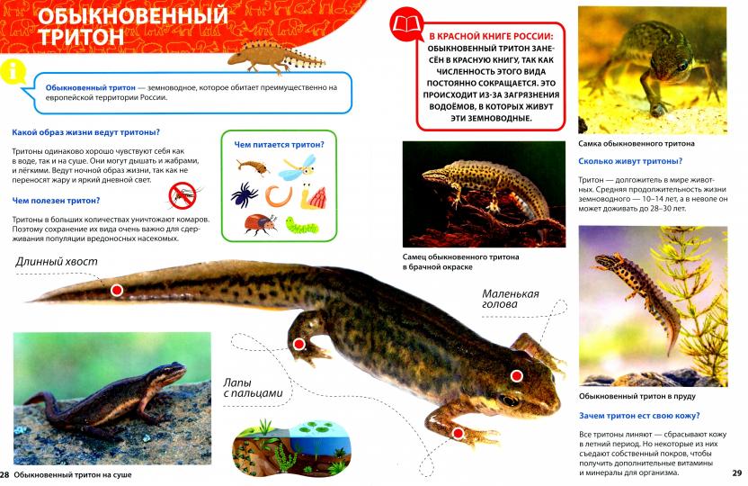 ПЕРВАЯ ДЕТСКАЯ ЭНЦИКЛОПЕДИЯ. ВСЁ О КРАСНОЙ КНИГЕ МАЛЫШАМ