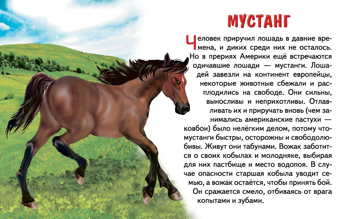 Карточки (европодвес). Животные Северной Америки ; Карточки (европодвес). Животные Северной Америки