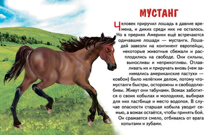 Карточки. Животные Северной Америки ; Карточки. Животные Северной Америки