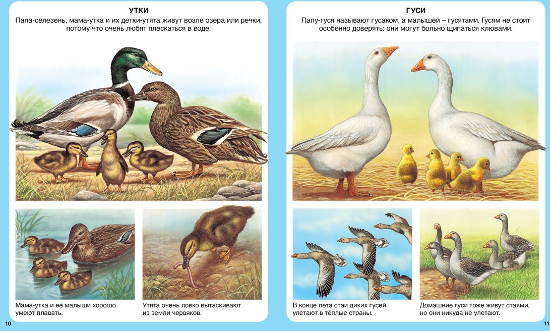 Животные (нов.оф.)