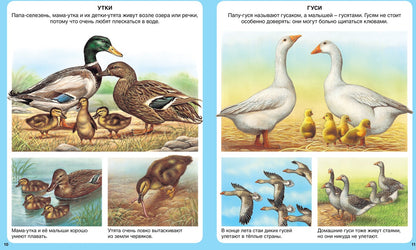 Животные (нов.оф.)