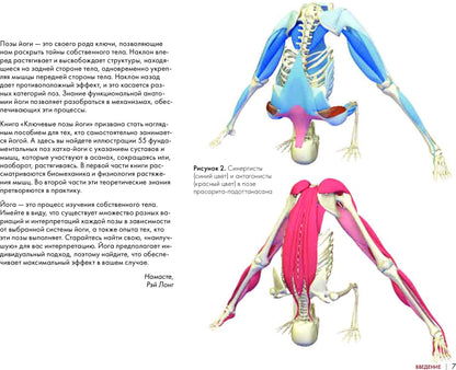 Ключевые позы йоги