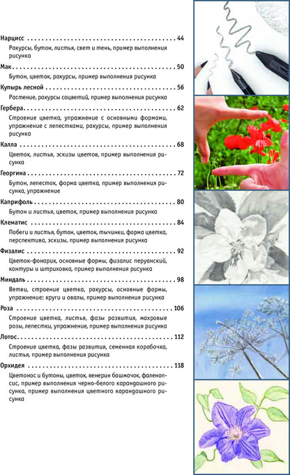 Рисование цветов от бутона до листьев