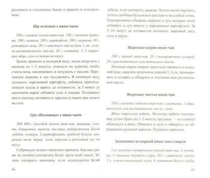 Иван - чай. Мифы и реальность