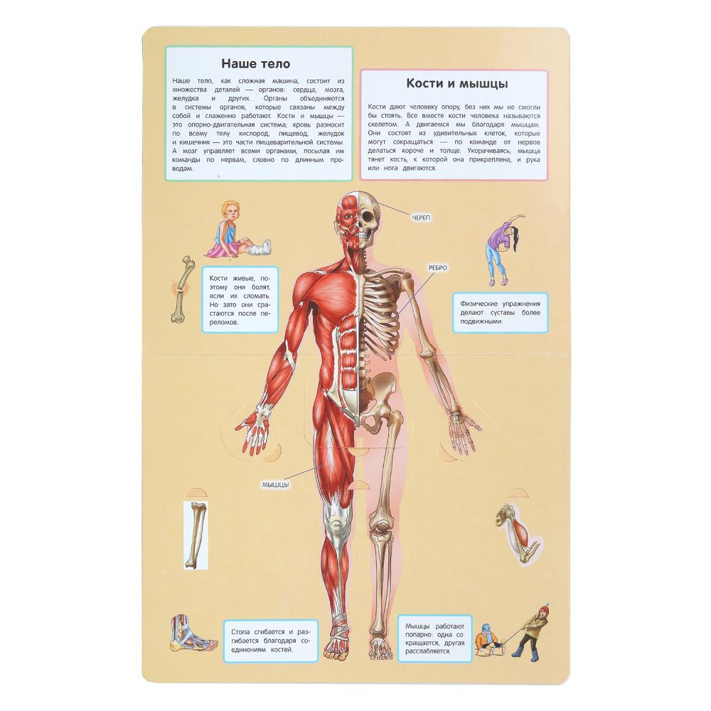 Тело человека. 50 окошек для малышей. 200х260 мм. 10 картонных страниц. Умка в кор.50шт