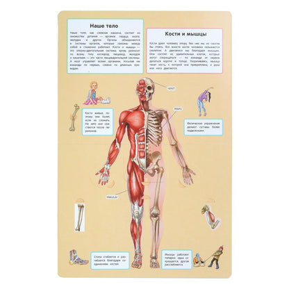 Тело человека. 50 окошек для малышей. 200х260 мм. 10 картонных страниц. Умка в кор.50шт