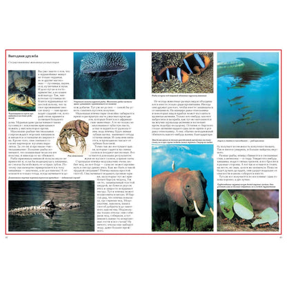 Загадки животного мира