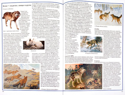 Загадки животного мира