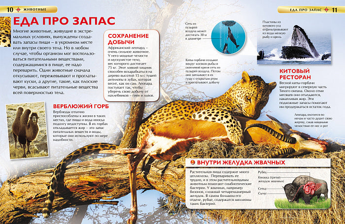 Животные. Детская энциклопедия