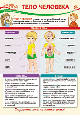ПО-13541 Плакат А3. Окружающий мир в начальной базе. Тело человека