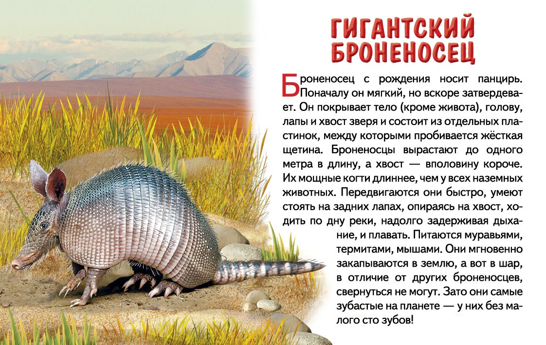 Карточки (европодвес). Животные Южной Америки ; Карточки (европодвес). Животные Южной Америки