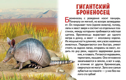 Карточки (европодвес). Животные Южной Америки ; Карточки (европодвес). Животные Южной Америки