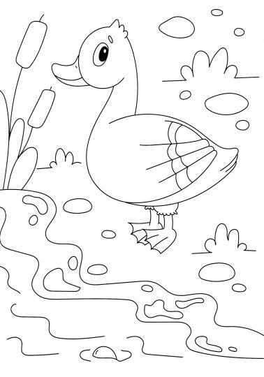 РАСКРАСКА А4 эконом. ДОМАШНИЕ ЖИВОТНЫЕ