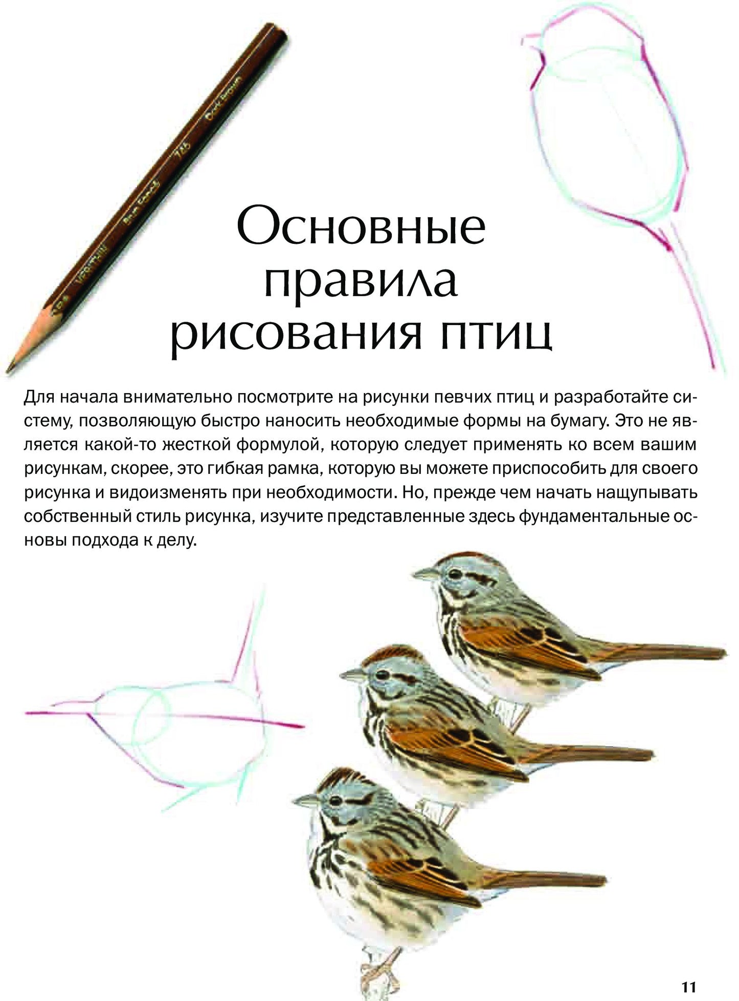 Как рисовать птиц