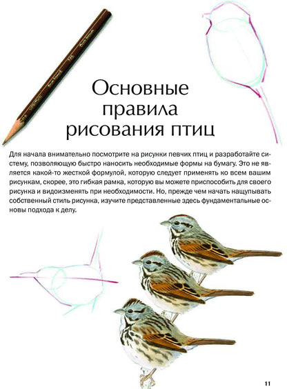 Как рисовать птиц