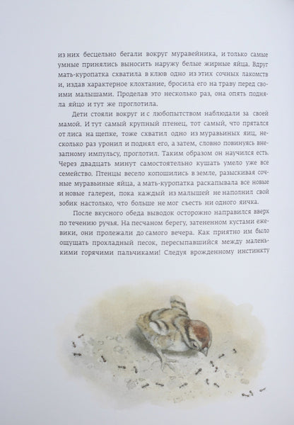 Класика в ілюстраціях: Красношейка (р)