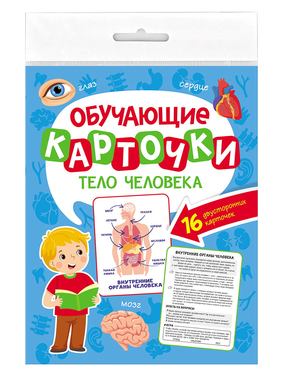 ОБУЧАЮЩИЕ КАРТОЧКИ европодвес. ТЕЛО ЧЕЛОВЕКА